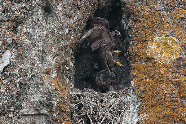 Gerfalke (Falco rusticolus)