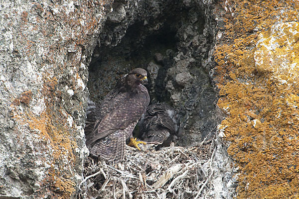 Gerfalke (Falco rusticolus)