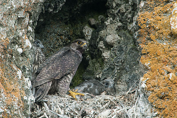 Gerfalke (Falco rusticolus)