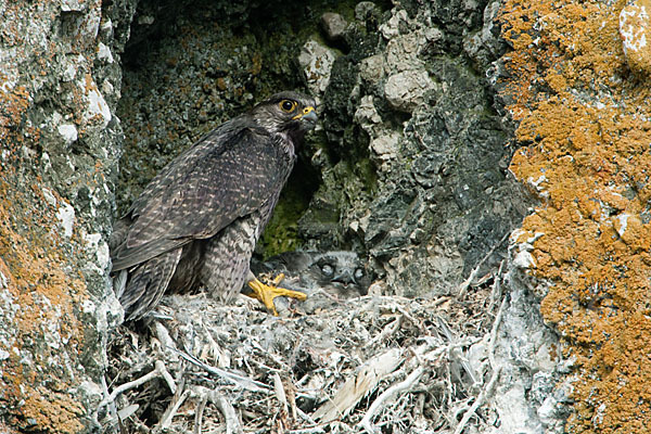 Gerfalke (Falco rusticolus)