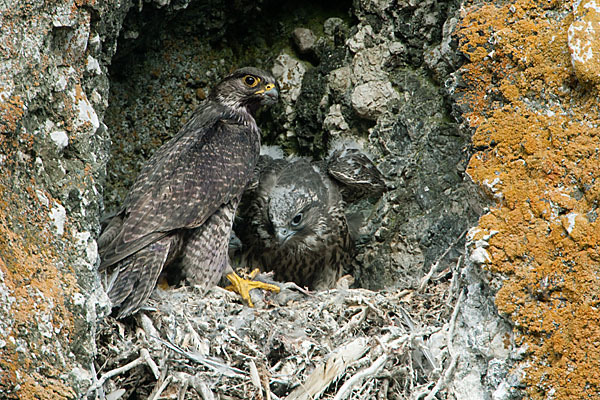 Gerfalke (Falco rusticolus)