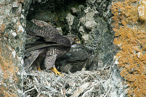 Gerfalke (Falco rusticolus)