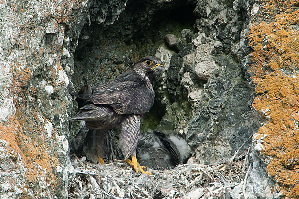 Gerfalke (Falco rusticolus)