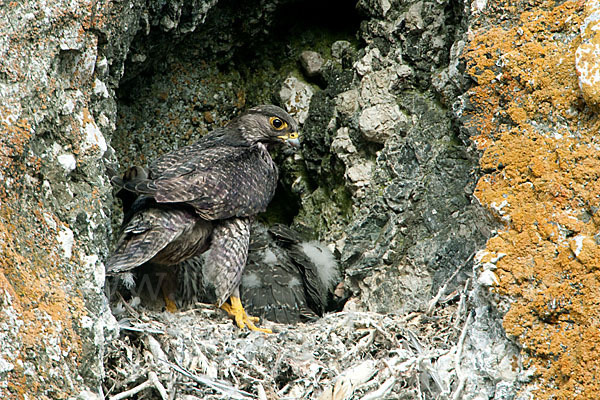 Gerfalke (Falco rusticolus)