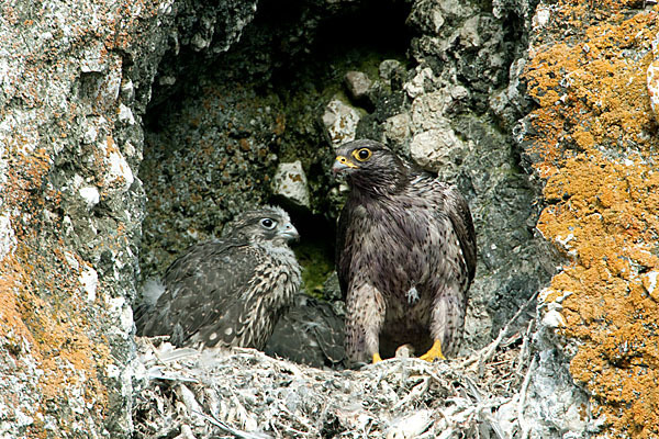 Gerfalke (Falco rusticolus)