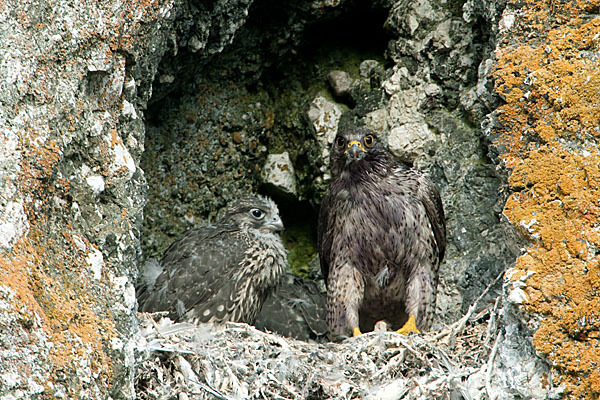 Gerfalke (Falco rusticolus)