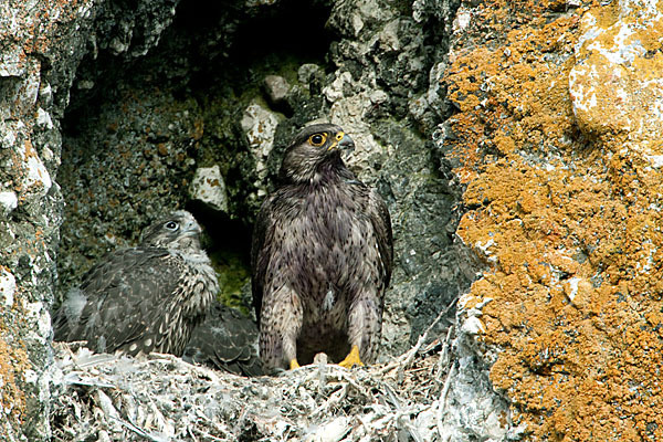 Gerfalke (Falco rusticolus)