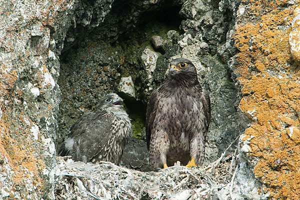 Gerfalke (Falco rusticolus)