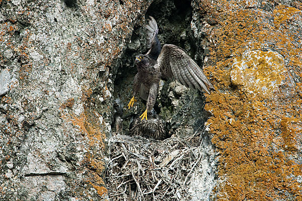 Gerfalke (Falco rusticolus)