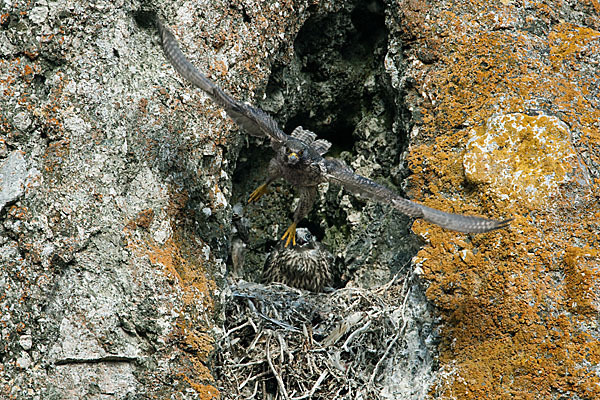 Gerfalke (Falco rusticolus)