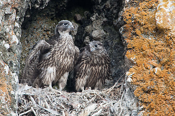 Gerfalke (Falco rusticolus)