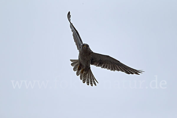 Gerfalke (Falco rusticolus)