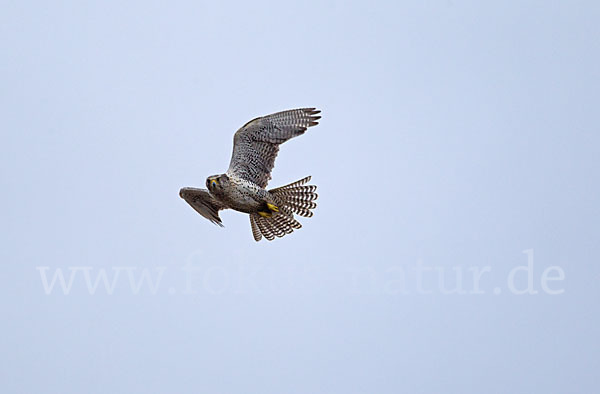 Gerfalke (Falco rusticolus)