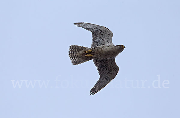 Gerfalke (Falco rusticolus)