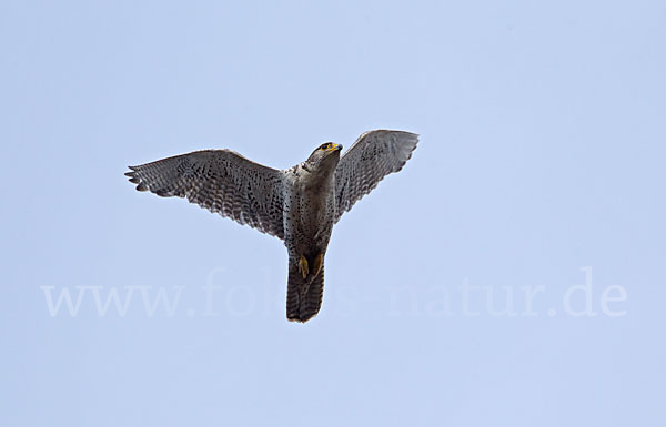 Gerfalke (Falco rusticolus)