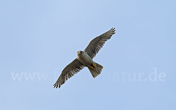 Gerfalke (Falco rusticolus)