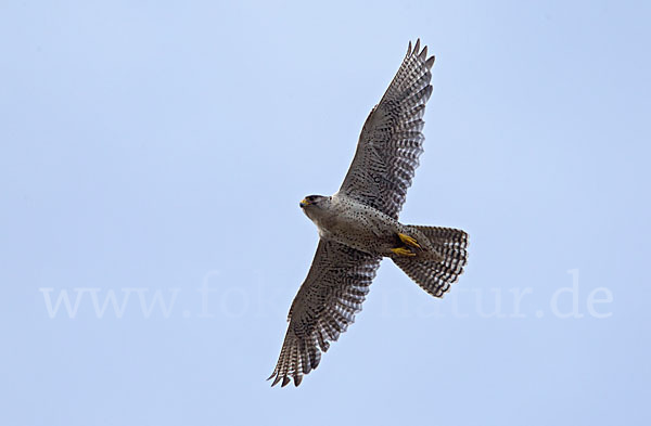 Gerfalke (Falco rusticolus)