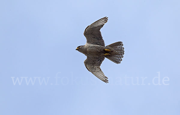 Gerfalke (Falco rusticolus)