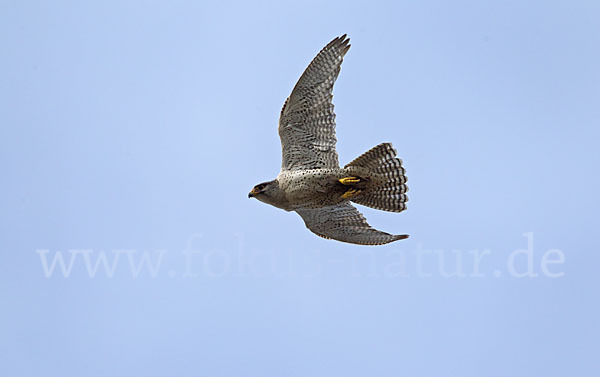 Gerfalke (Falco rusticolus)