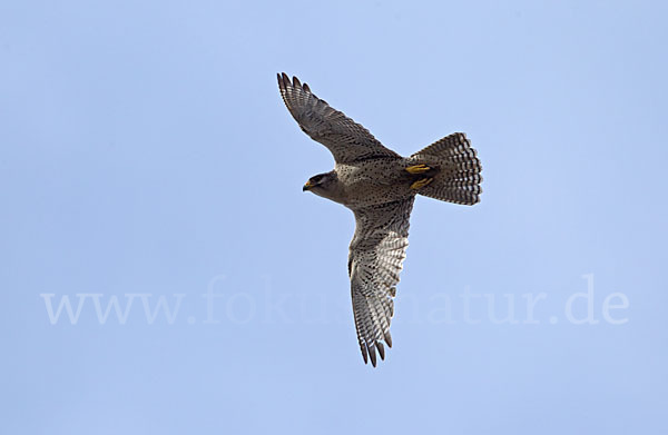 Gerfalke (Falco rusticolus)