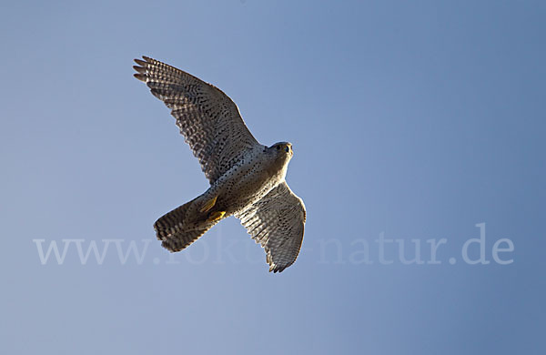 Gerfalke (Falco rusticolus)