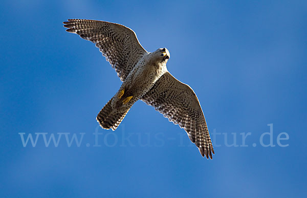 Gerfalke (Falco rusticolus)