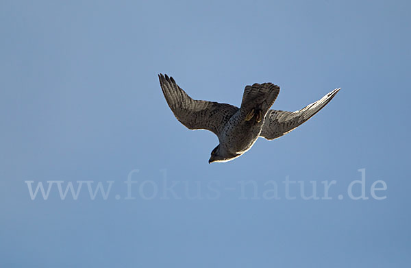 Gerfalke (Falco rusticolus)