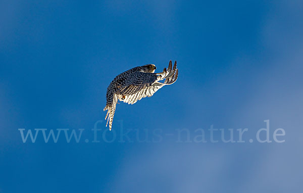 Gerfalke (Falco rusticolus)