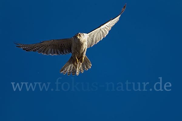 Gerfalke (Falco rusticolus)