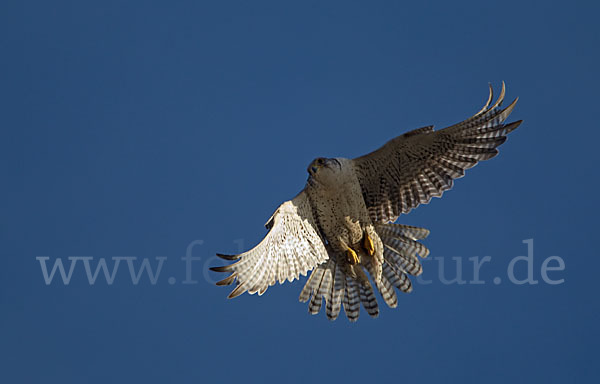 Gerfalke (Falco rusticolus)