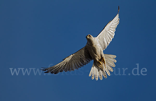 Gerfalke (Falco rusticolus)