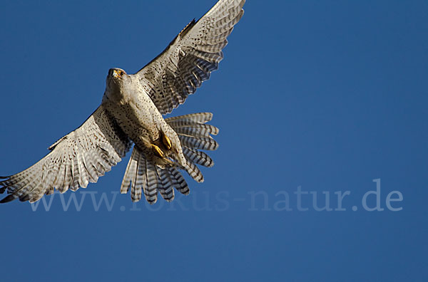 Gerfalke (Falco rusticolus)