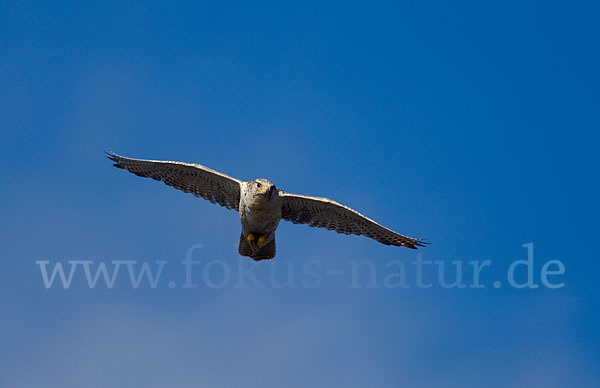 Gerfalke (Falco rusticolus)