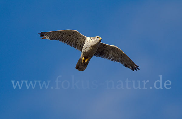 Gerfalke (Falco rusticolus)