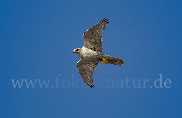 Gerfalke (Falco rusticolus)