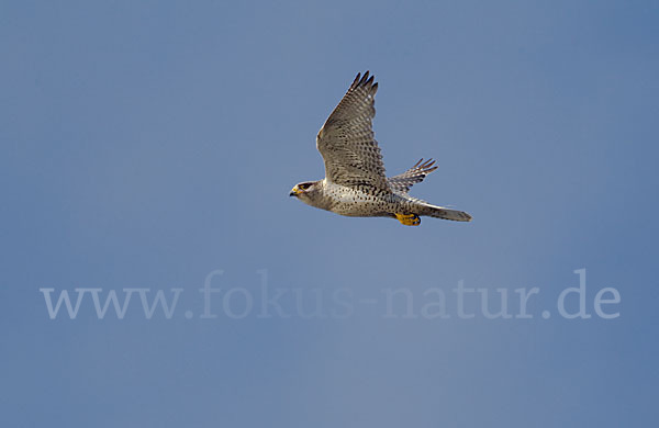 Gerfalke (Falco rusticolus)