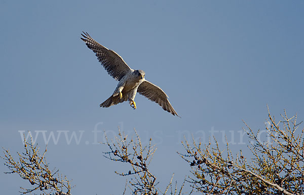 Gerfalke (Falco rusticolus)