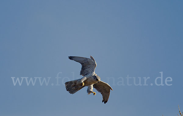 Gerfalke (Falco rusticolus)