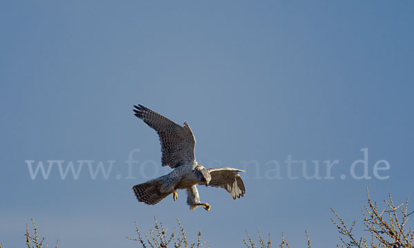 Gerfalke (Falco rusticolus)