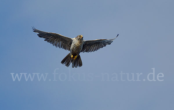 Gerfalke (Falco rusticolus)