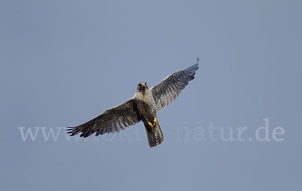 Gerfalke (Falco rusticolus)