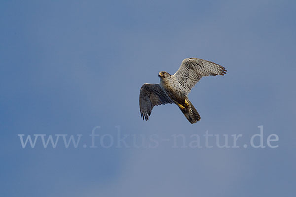 Gerfalke (Falco rusticolus)