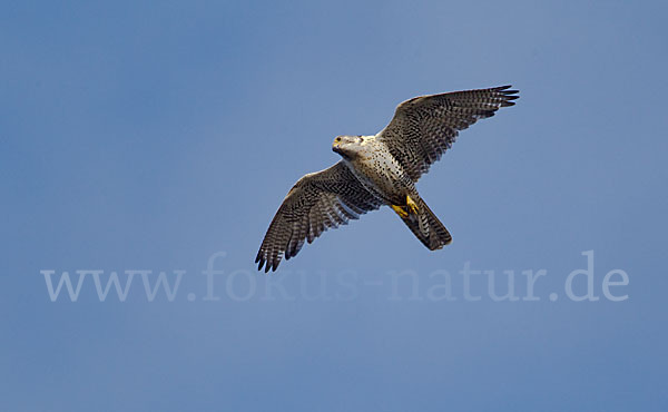 Gerfalke (Falco rusticolus)