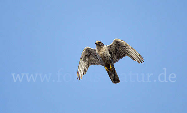 Gerfalke (Falco rusticolus)