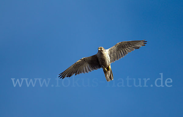 Gerfalke (Falco rusticolus)