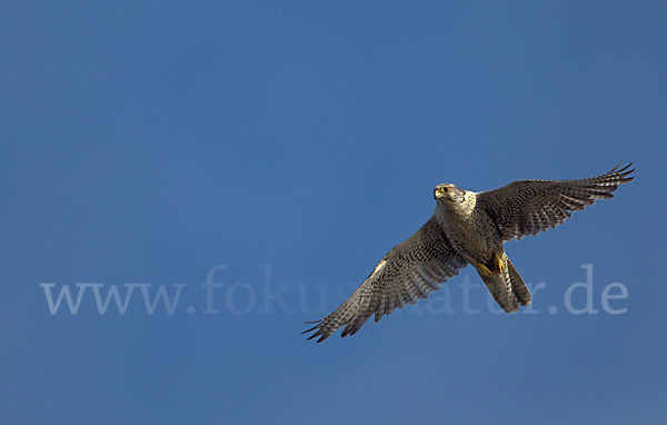 Gerfalke (Falco rusticolus)