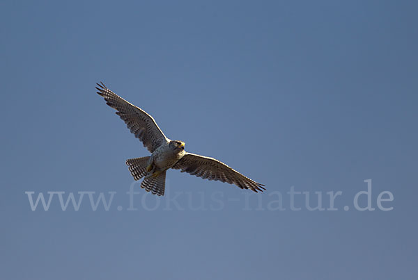 Gerfalke (Falco rusticolus)