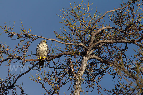 Gerfalke (Falco rusticolus)