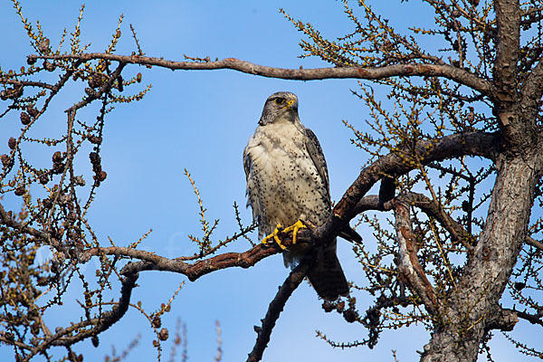 Gerfalke (Falco rusticolus)