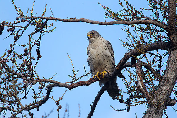 Gerfalke (Falco rusticolus)